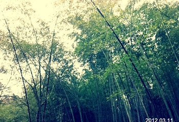 金鼎山第 13 张图片