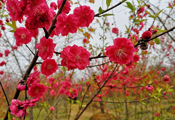 美樱花海第 14 张图片