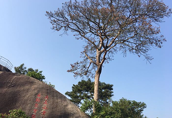 小黄山景区第 32 张图片