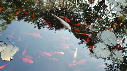 明熙森林温泉第 15 张图片