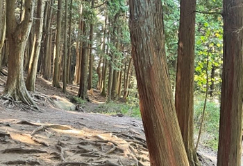 庐山含鄱口索道第 8 张图片