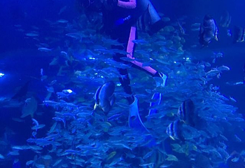 海昌海洋探索馆第 37 张图片