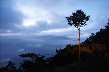 阿里山国家森林游乐区第 30 张图片
