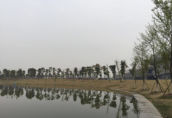 莲湖公园第 3 张图片