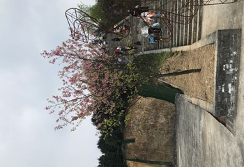 龙茶花海第 12 张图片