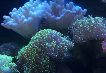 长沙海底世界第 55 张图片