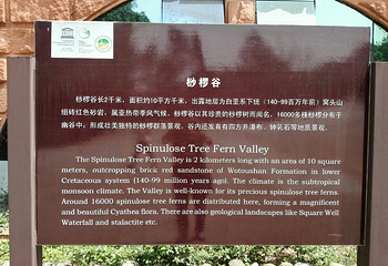 金花桫椤谷第 24 张图片
