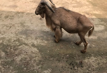 濮阳东北庄野生动物园第 14 张图片
