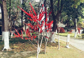 愚园第 45 张图片