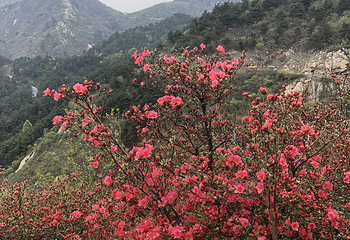 蔡甸消泗油菜花第 16 张图片