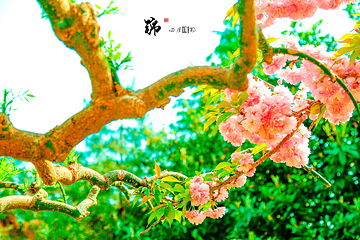 天囿牡丹园第 10 张图片