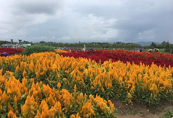 花语牧场第 19 张图片