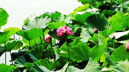百花洲第 11 张图片