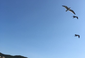 小平岛游艇码头第 10 张图片