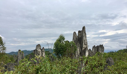 泥凼石林风景区第 16 张图片