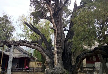 嵩阳景区第 43 张图片