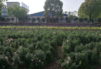 曼佗山庄第 23 张图片