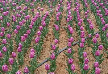 豪泽国际郁金香花海欢乐城第 60 张图片