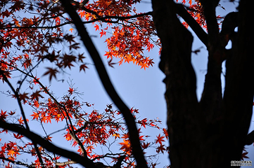 鹞落坪第 9 张图片