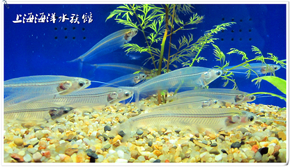 上海海洋水族馆第 210 张图片