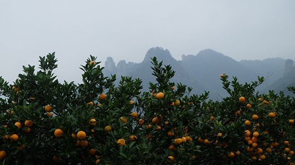 中国柑橘博览园第 8 张图片
