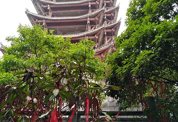 缙云山生态旅游观光索道第 30 张图片