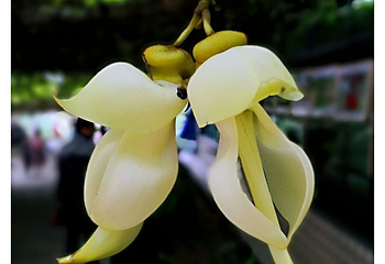 五彩禾雀花基地第 19 张图片
