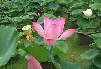 花城公园第 4 张图片