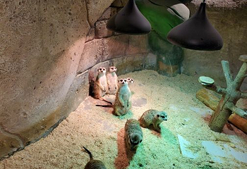Cute zoo城市动物园第 4 张图片