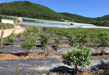 蓝莓谷庄园第 16 张图片