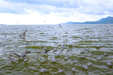 呈贡滇池生态湿地公园第 10 张图片