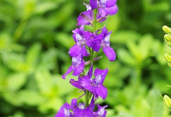 烟集花海薰衣草庄园第 27 张图片
