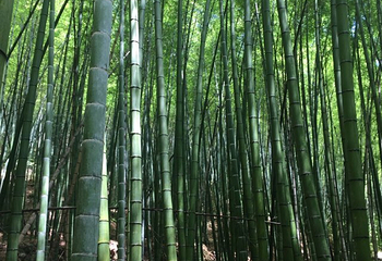野鹤湫风景区第 14 张图片