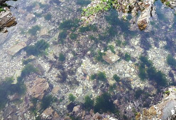 兴成孙家赶海园第 4 张图片