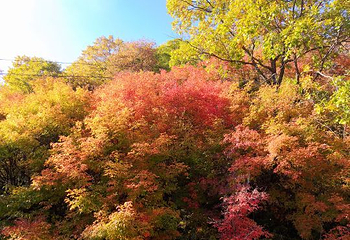 天女山森林公园第 29 张图片