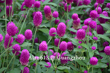 云台花园第 47 张图片