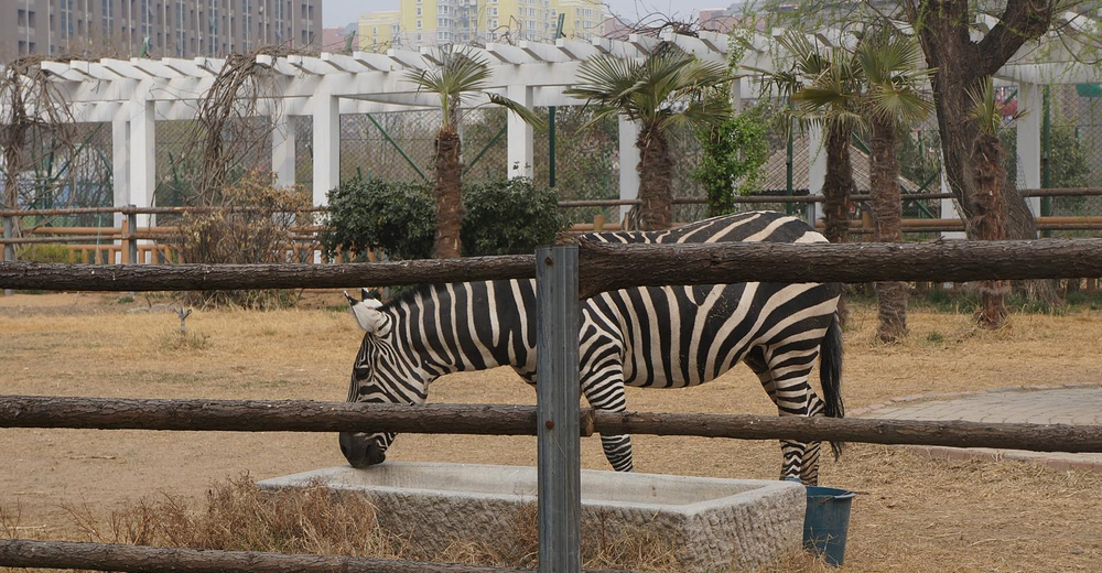 鄭州動物園門票成人票