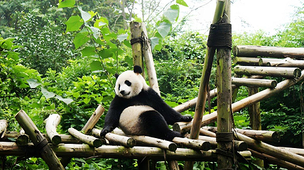 成都大熊猫繁育研究基地第 18 张图片