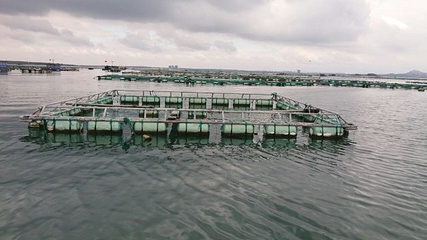 桑沟湾海洋牧场第 25 张图片