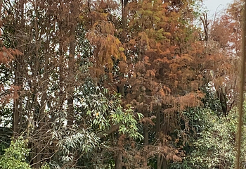 小鸟天堂第 42 张图片