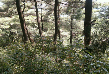 鸡峰山国家森林公园第 12 张图片