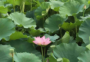 贾平凹故居第 6 张图片