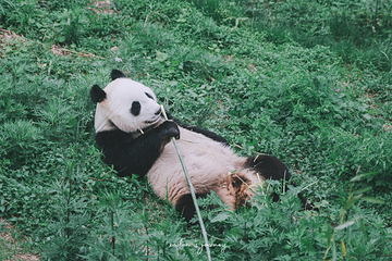 长青华阳景区第 52 张图片