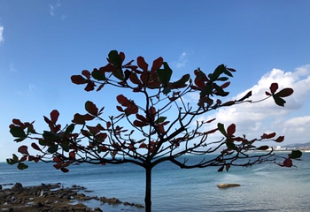 夜游三亚湾第 50 张图片
