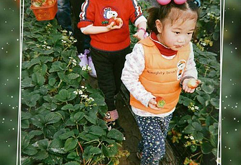 赵屯乡村草莓园第 5 张图片