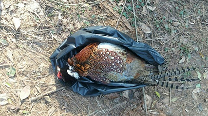 湖北太子山狩猎文化主题乐园第 17 张图片