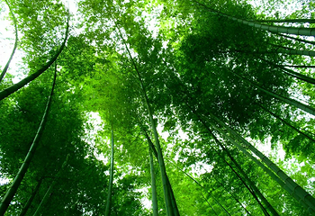 蜀南竹海第 3 张图片