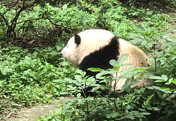 成都大熊猫繁育研究基地第 808 张图片