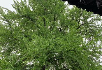琼花观(文昌中路)第 29 张图片
