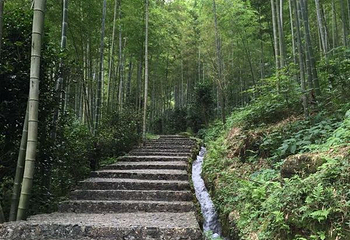 十里竹海大峡谷第 13 张图片